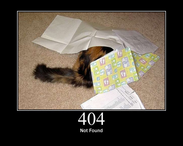 Cat under a pile of paper - hiding.